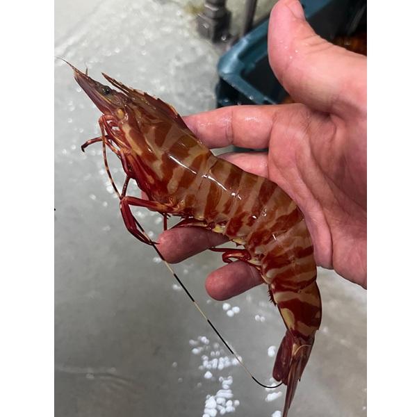 ☆極上の旨味！有頭天然海老イリアンタイガー1.5kg/20尾2704