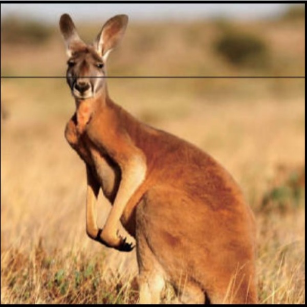 ◆【野生ルー！】カンガルーもも肉　ジビエ　６kg0973