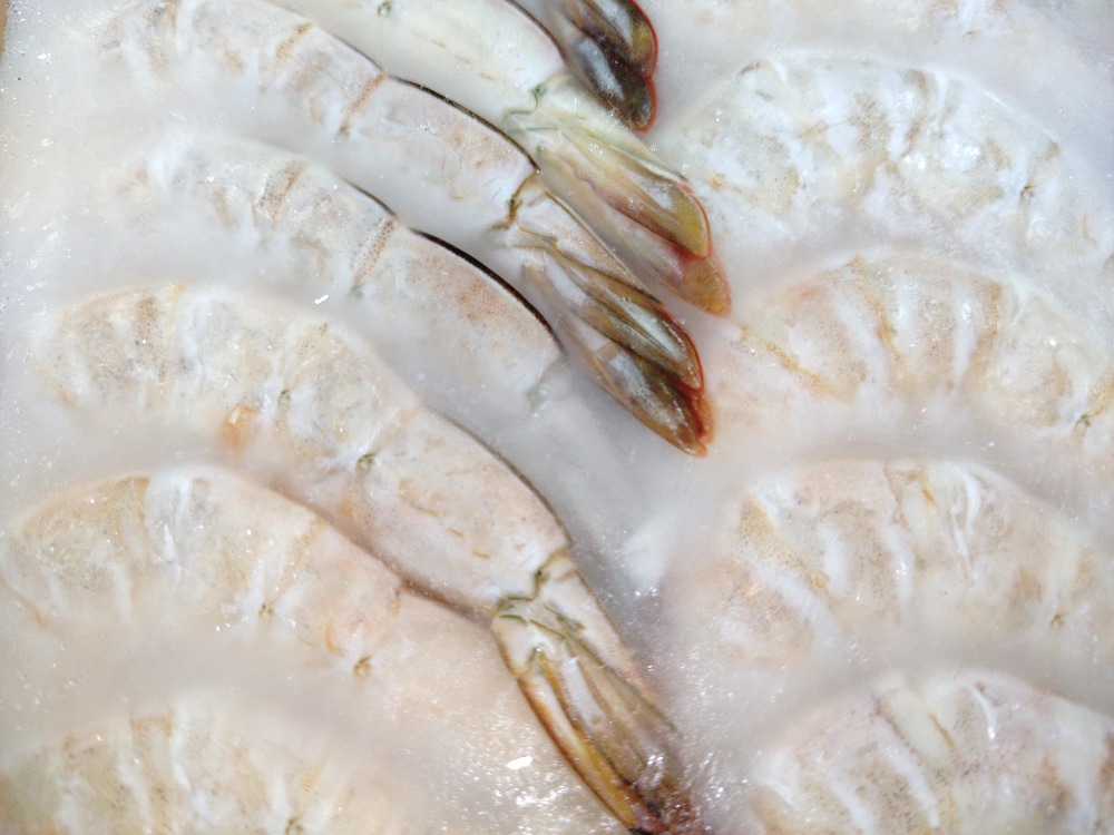 ☆ホワイト無頭海老16/20　MAXIMA　他　2647