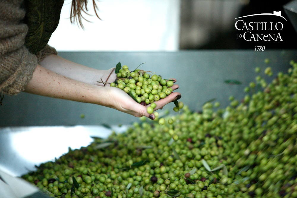 〇直送限定！EXVオリーブオイル・CDC・PCピクアル2.5L缶AG1823