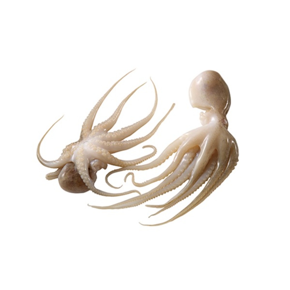 ベトナム産IQFフラワーベビーオクトパス16/25／500gパックRS1754