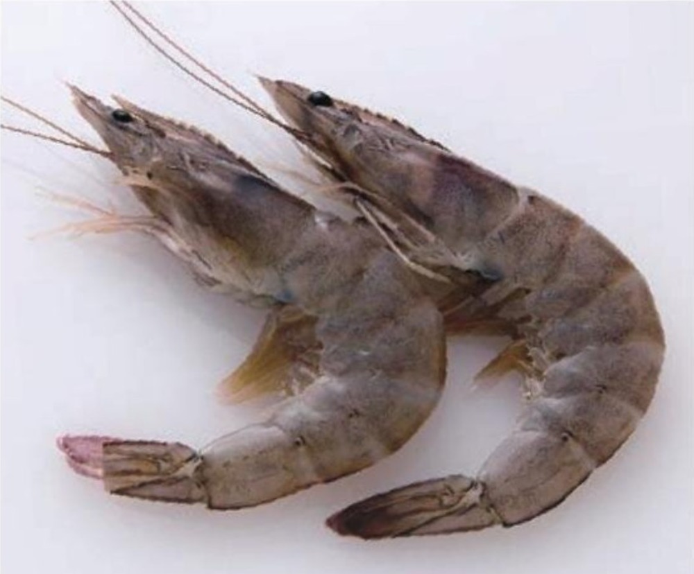 ☆エクアドル産　有頭バナメイ海老20/30尾x2kg　2778