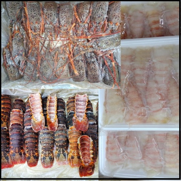 ☆お刺身伊勢海老3分割150-200g原料ミナミイセエビ生／30尾1389