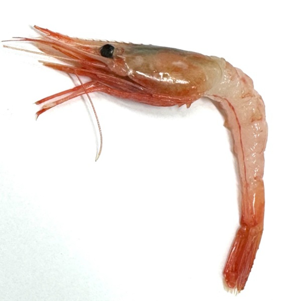 ☆送料0円！中ムキ有頭甘海老2Lサイズ　20尾/24PC　2695