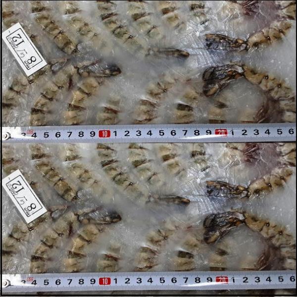 ☆ブラックタイガー無頭海老8/12サイズ一級品　コードNS2079