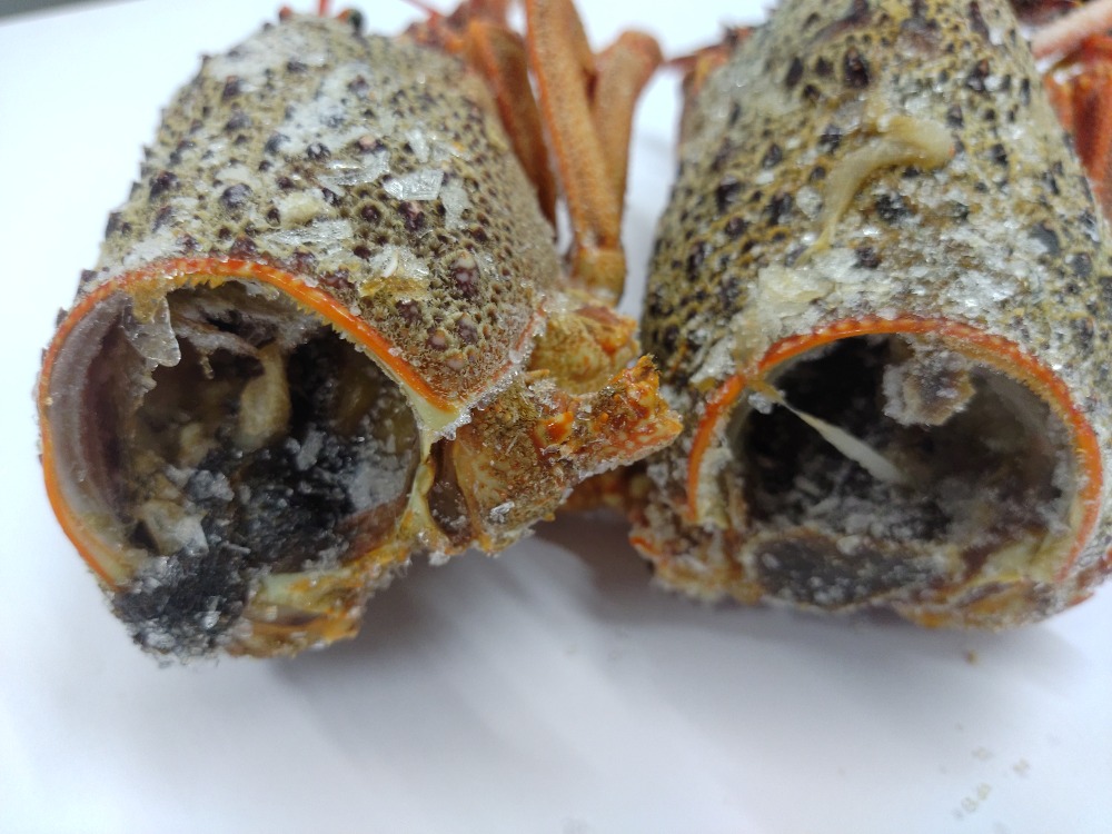 ☆ミソまで美味！セントポール他　生冷ロブスターヘッド　2787