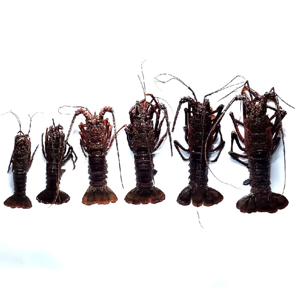 ☆千葉県産活〆生冷天然伊勢海老ホール350-400gx14尾2817