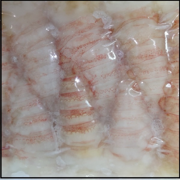 ☆お刺身伊勢海老3分割150-200g原料ミナミイセエビ生／30尾1389