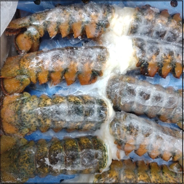 ☆ウルトラハイプレッシャー4L生冷オマールテール4-5オンス2074