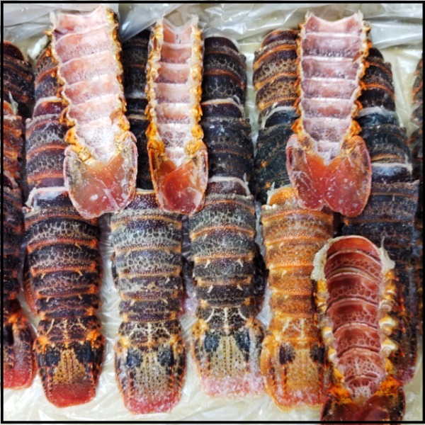 ☆お刺身伊勢海老3分割150-200g原料ミナミイセエビ生／30尾1389