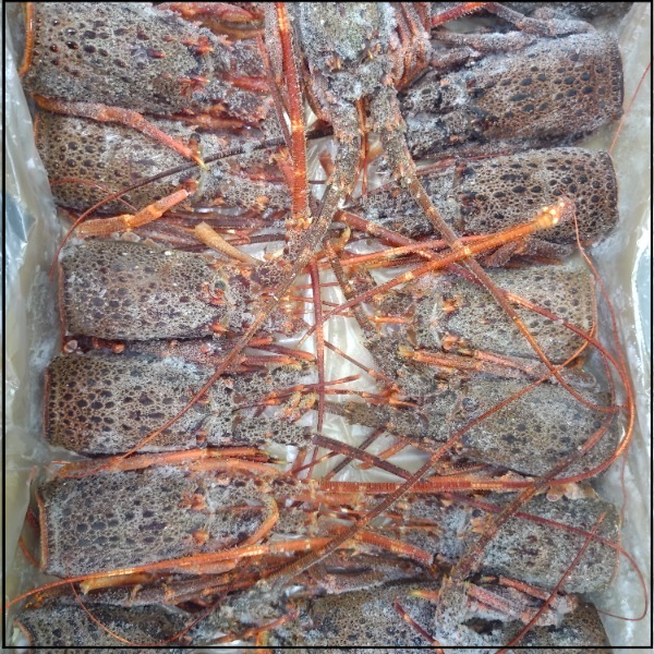 ☆お刺身伊勢海老3分割150-200g原料ミナミイセエビ生／30尾1389