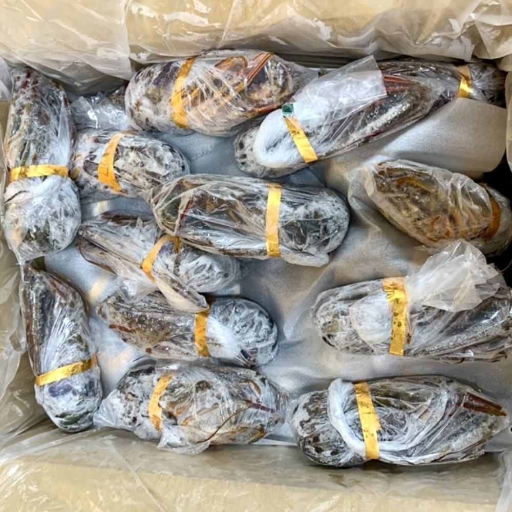 ☆千葉県産活〆生冷天然伊勢海老ホール125-150g／約36尾1451