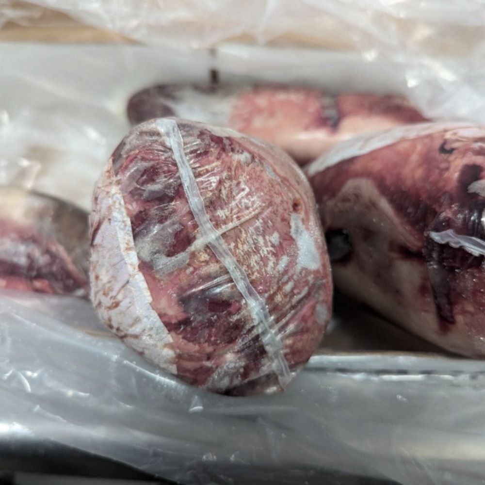 �y�����ʁz�A�����J�Y�@IBP��t�����^���@�`���t��