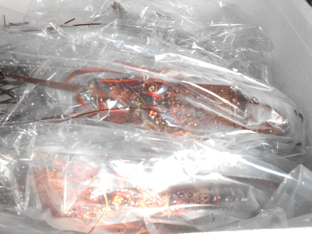 安く買えました。活き締め伊勢海老　　２００g〜３００g