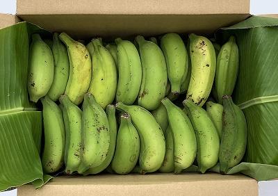 大人気！ 沖縄産バナナ（ブラジルバナナ）5kg｜仕入れなら業務用食材