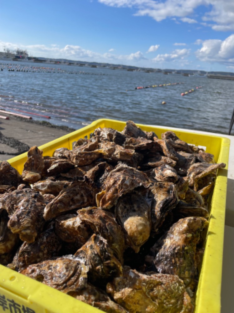 ���ݎY�@���y�@�܂邦����@L�@