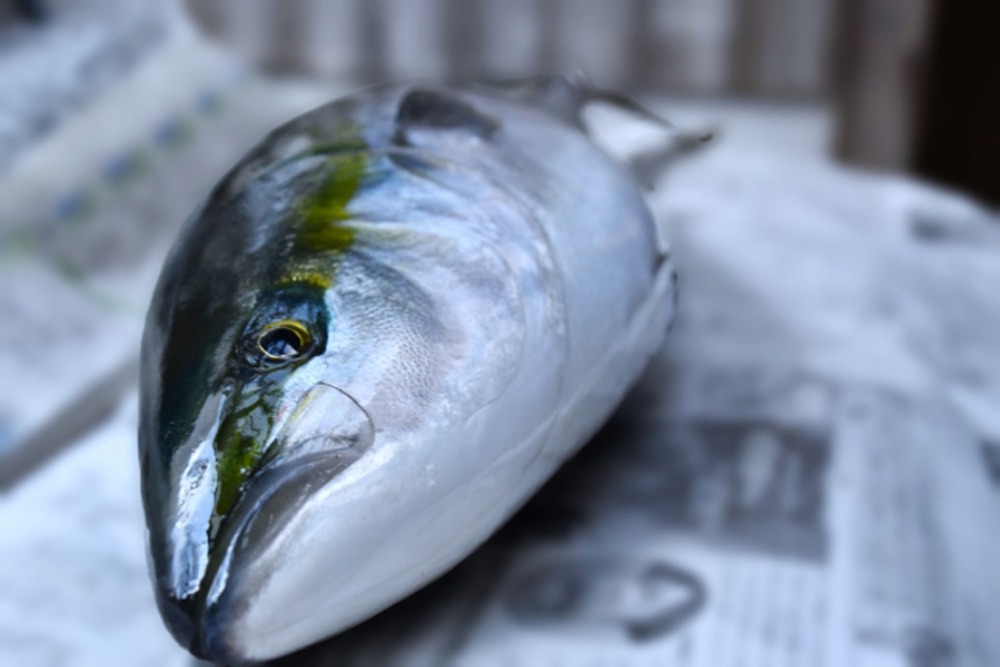 ◆三重県産◆活〆養殖　ブリ（ハマチ）3枚卸　半身　2.5kg前後