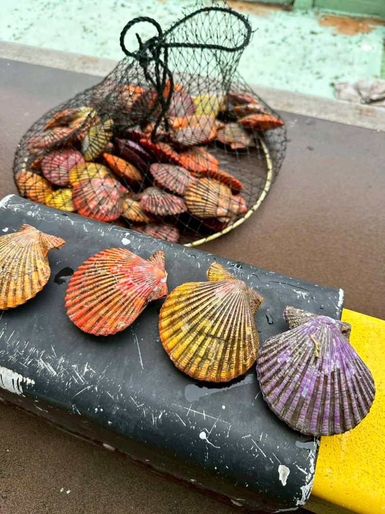 ◆まとめ売特価◆カラフルヒオウギ貝　長太郎貝　大分県産　40個