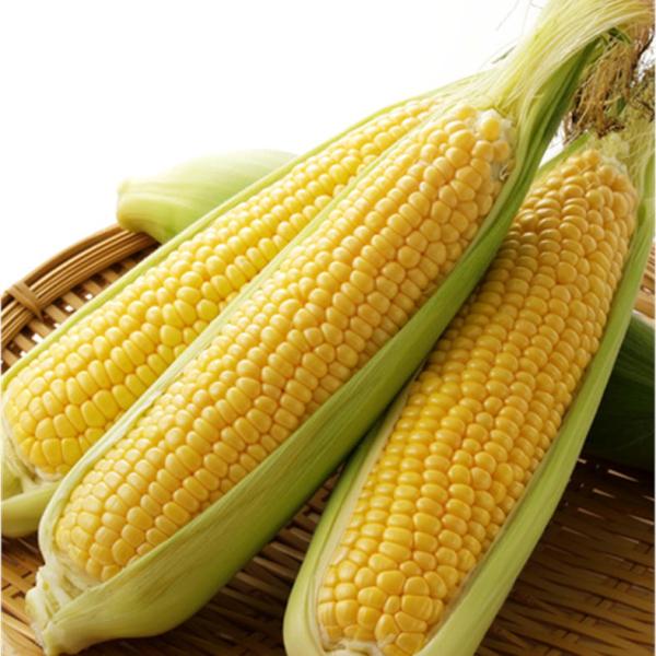 津南産高級とうもろこし24本/鬼もろこし/産地直送/新潟