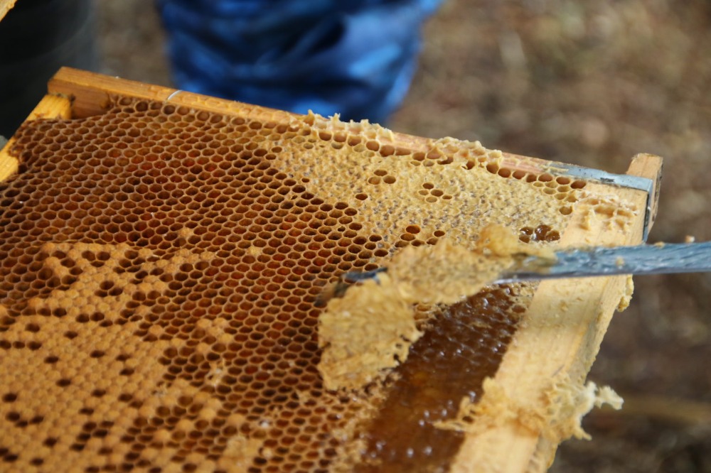 アカシアはちみつ/1000g/国産純粋蜂蜜（非加熱）100％/新潟魚沼