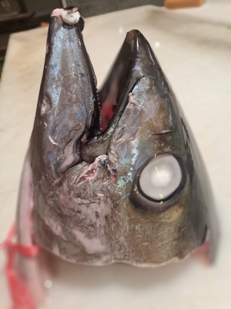 �y�����ʁz�Ⓚ�L�n�_�}�O����