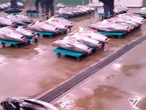 【生】　キハダマグロ　背筋(約6ｋ)