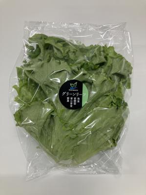 新鮮！茨城県産　グリーンリーフレタス個包装3.9kg　サラダにオススメ！