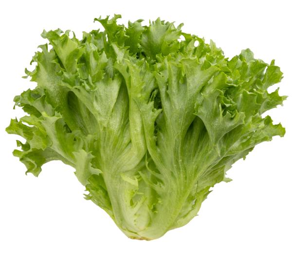 「鮮続®野菜」茨城県産　フリルレタス2kgバルク　