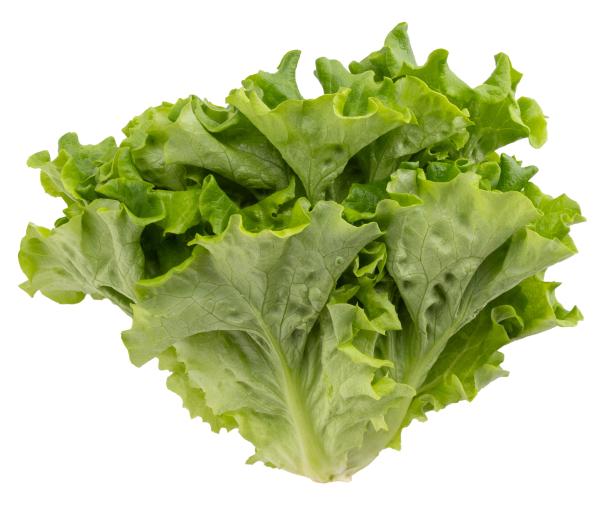 「鮮続®野菜」茨城県産　グリーンリーフ2kgバルク　