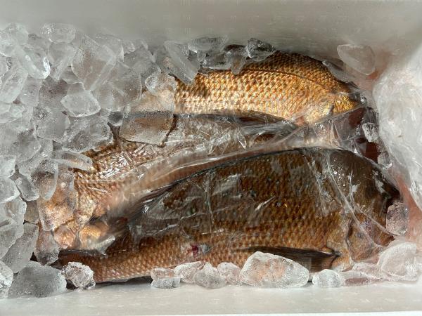 【美味・高知県産】養殖真鯛　5Kg