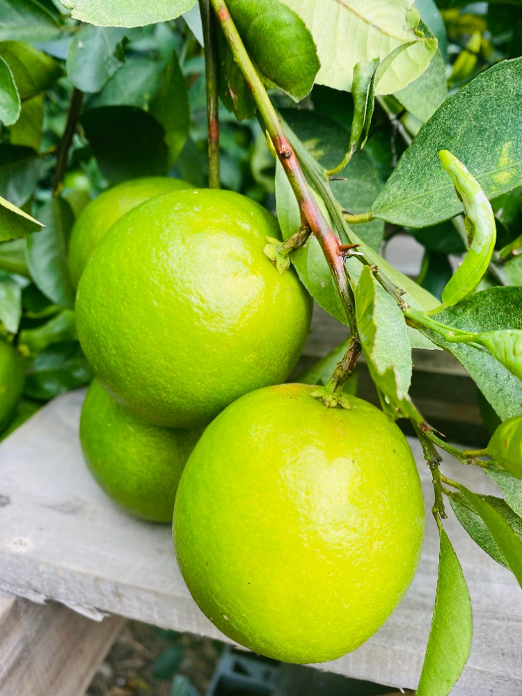 【無添加】ビートグラニュー糖使用　熊本県産レモンジャム