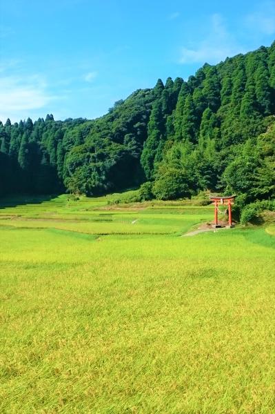 【令和7年産】精米　送料安　千葉県産ふさこがね5kg