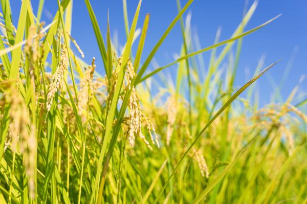 【令和7年産】精米　送料安　千葉県産ミルキークイーン5kg