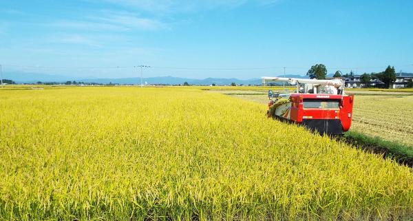 【令和7年産】精米　送料安　山形県産つや姫5kg