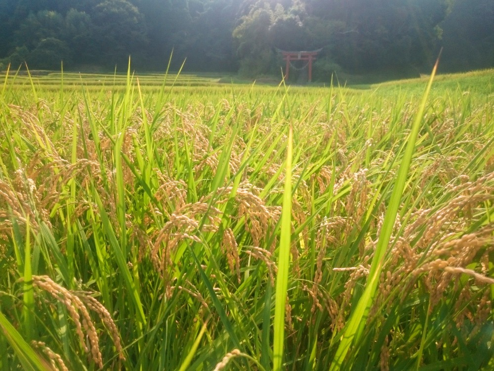 【令和7年産】精米　送料安　千葉県産ふさおとめ5kg