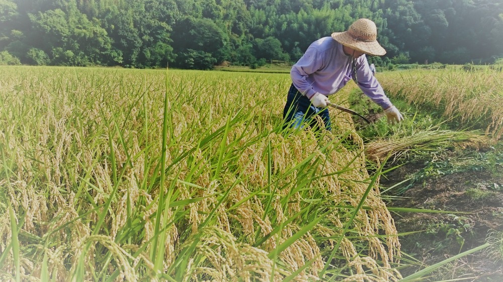 【令和7年産】精米　送料安　千葉県産粒すけ5kg