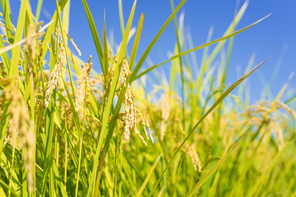 【令和7年産】精米　送料安　千葉県産コシヒカリ5kg