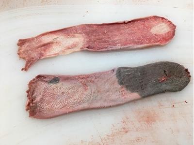 14-20　牛タン皮　輸入産