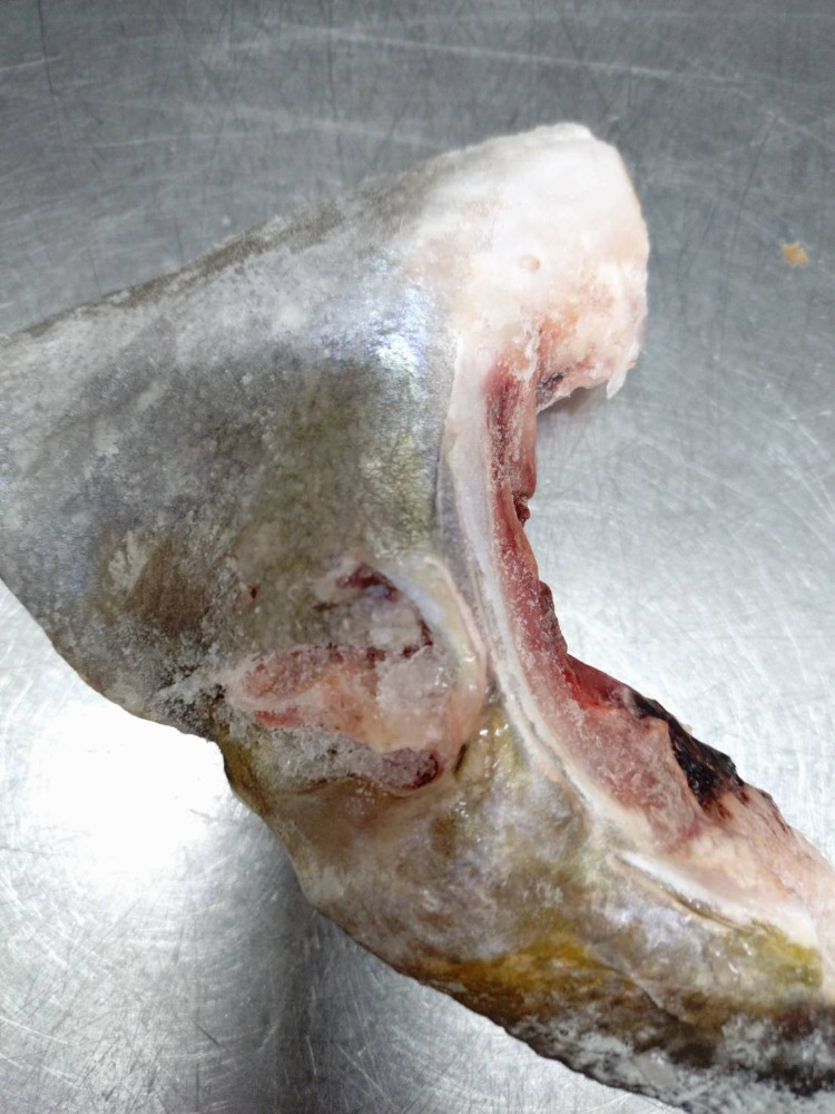 冷凍カンパチ　（カマ焼き・アラ煮）