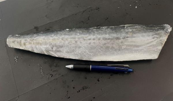 冷凍さごしフィレ　脂あり！！半身400/500サイズ　ムニエル