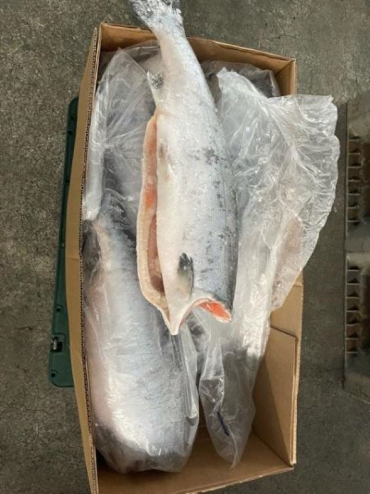 銀鮭プレミアム　頭・内臓取り　鮮度良！！【1尾〜】