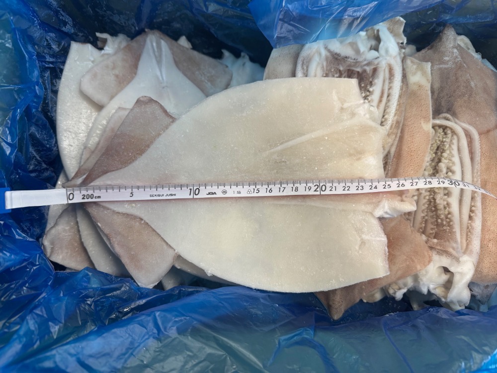 開きいか　げそ付き　20尾　1枚500円　バラ凍結　加熱用