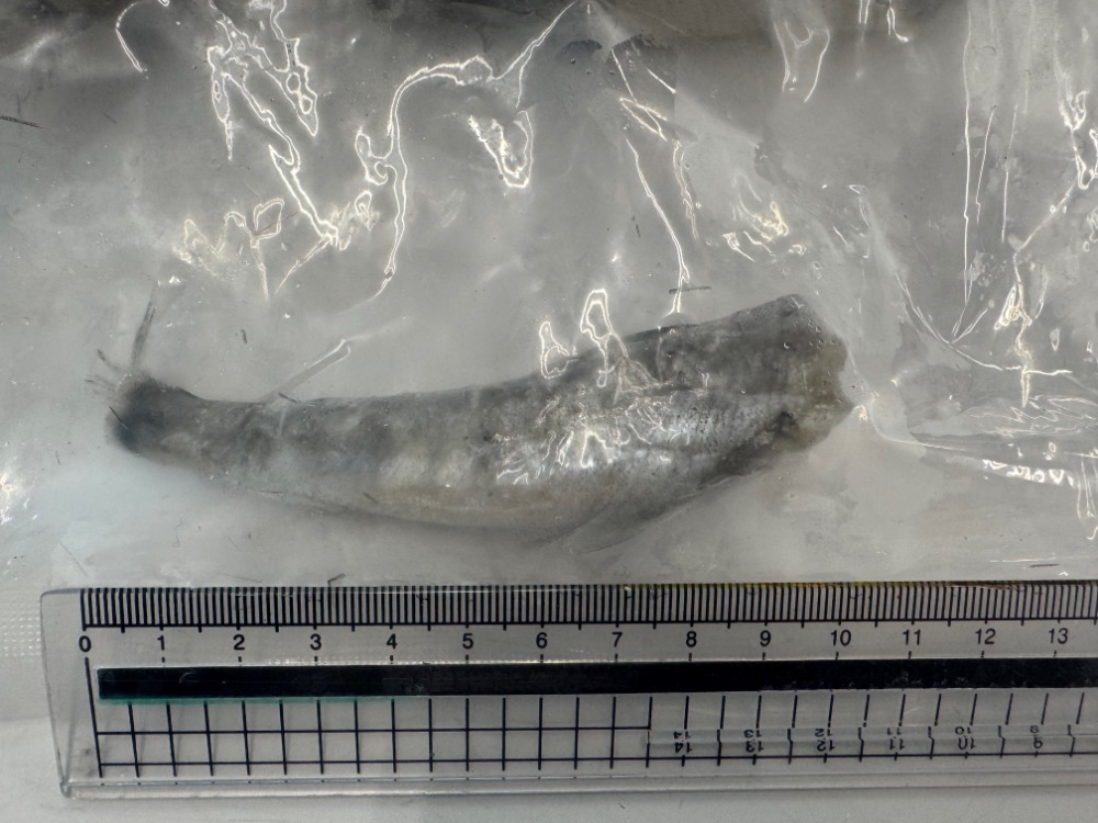 冷凍めひかり　無頭　下処理済で便利！　バラ凍結　　天ぷら