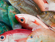 �X�܎ʐ^�E���S