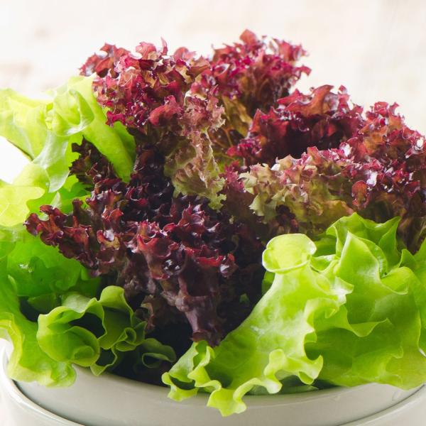 【サニーレタス】水耕栽培/福井県産/サラダ/安定供給/高栄養価