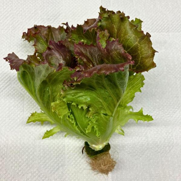 【サニーレタス】水耕栽培/福井県産/サラダ/安定供給/高栄養価