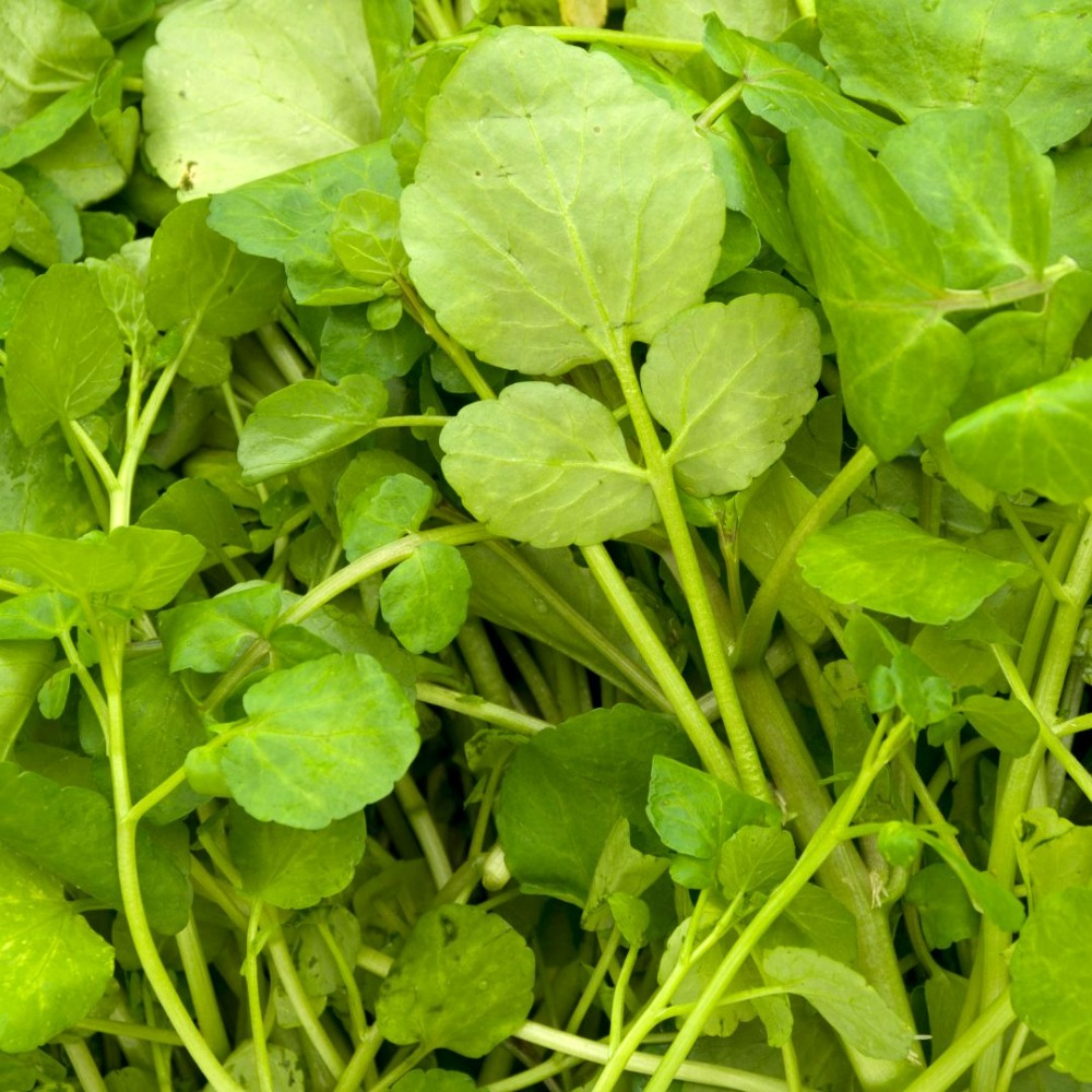 〈サラダクレソン〉水耕栽培/福井県産/サラダ/安定供給/高栄養価