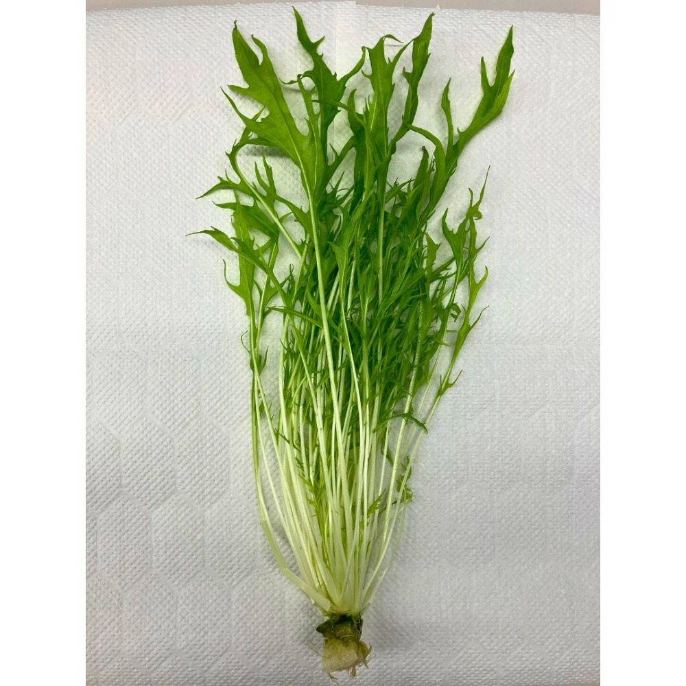 【水菜】水耕栽培/福井県産/サラダ/安定供給/高栄養価