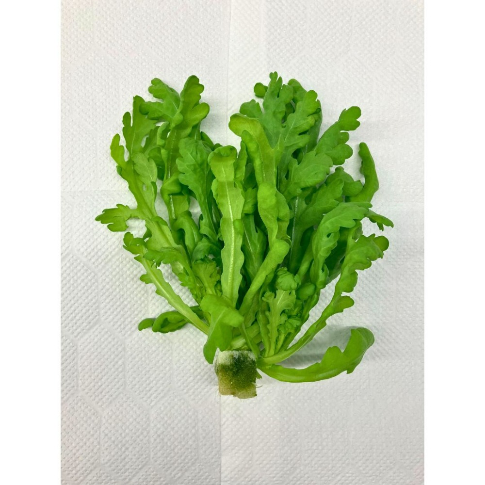 〈春菊〉菊菜/水耕栽培/福井県産/サラダ/安定供給/高栄養価