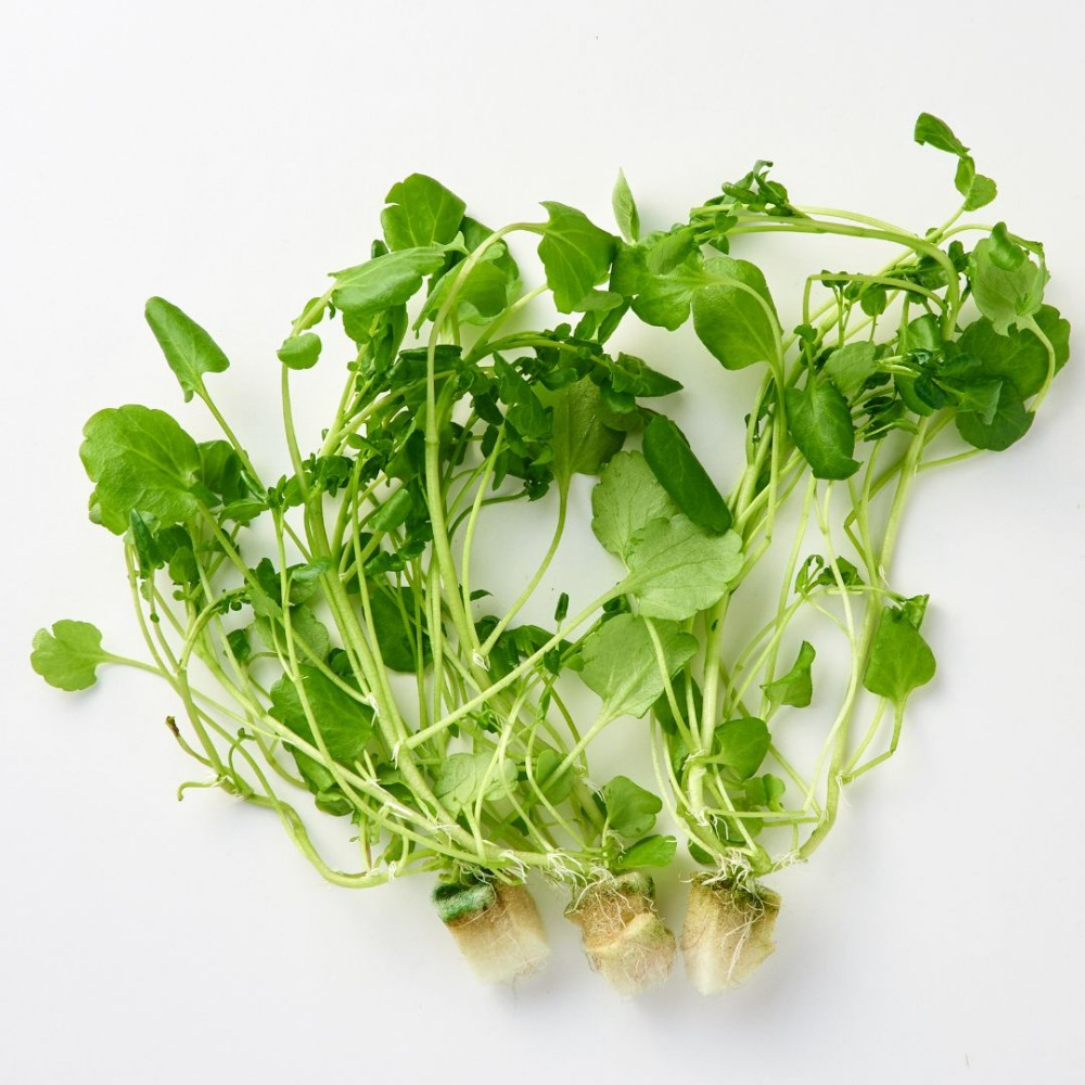 〈サラダクレソン〉水耕栽培/福井県産/サラダ/安定供給/高栄養価